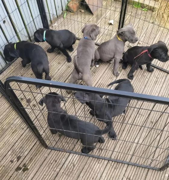 Cane Corso  (cuccioli maschio e femmina)