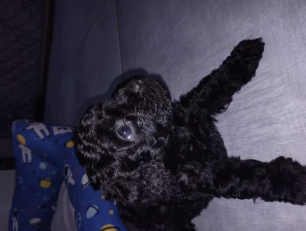 Barboncini Toy  | Foto 0