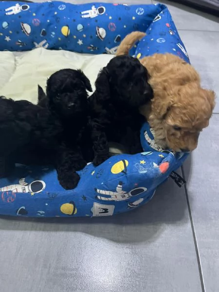 Bambolotti di peluche  | Foto 1