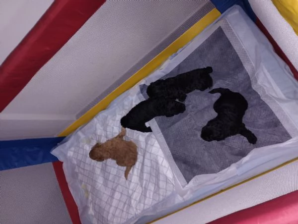 Bambolotti di peluche  | Foto 0