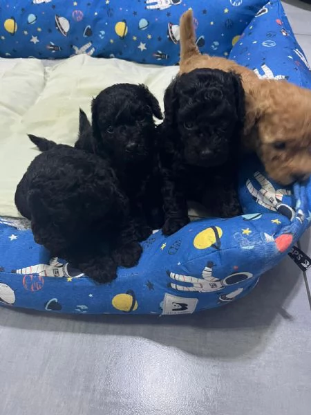 Bambolotti di peluche 