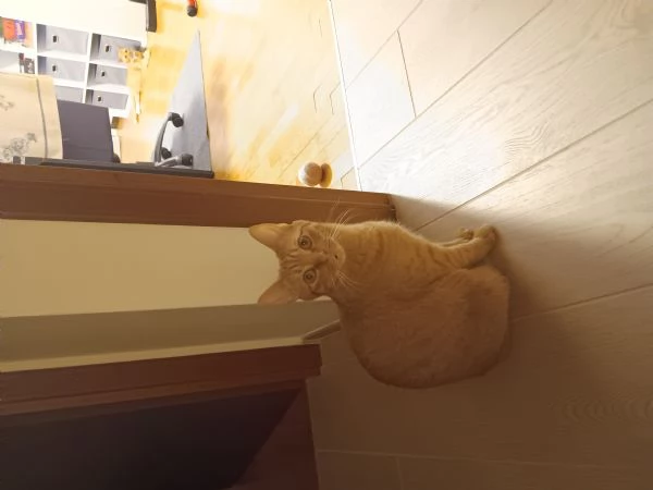 Coppia di gatti arancioni | Foto 2