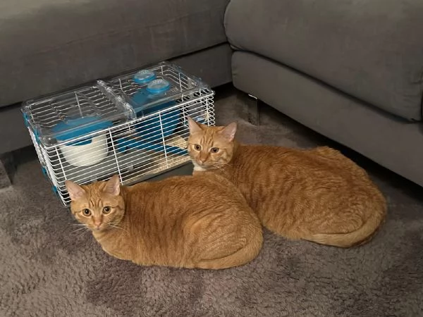 Coppia di gatti arancioni | Foto 1