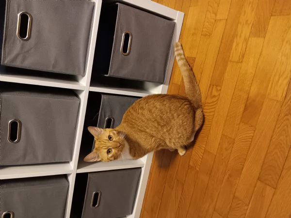 Coppia di gatti arancioni | Foto 0