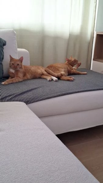 Coppia di gatti arancioni