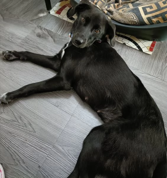 Cagnolina di un anno taglia piccola  | Foto 4