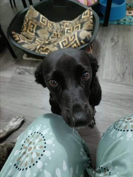 Cagnolina di un anno taglia piccola  | Foto 1