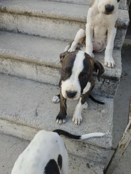 Cuccioli di Pitbull 