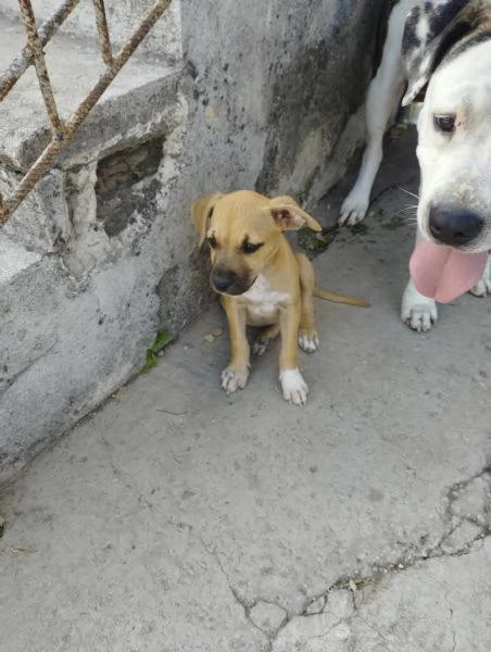 Cuccioli di Pitbull  | Foto 2