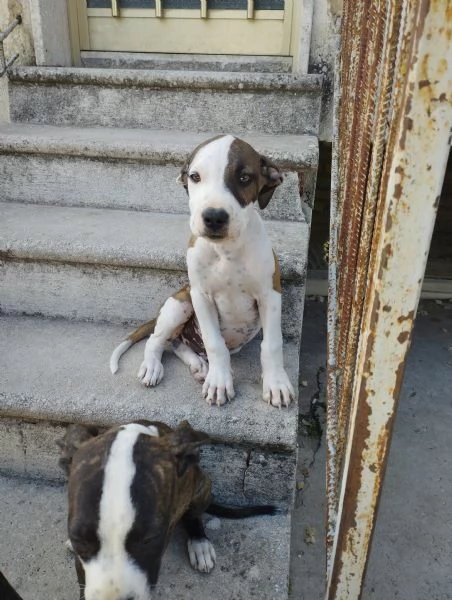 Cuccioli di Pitbull  | Foto 1