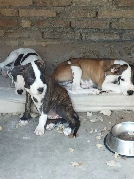 Cuccioli di Pitbull  | Foto 0
