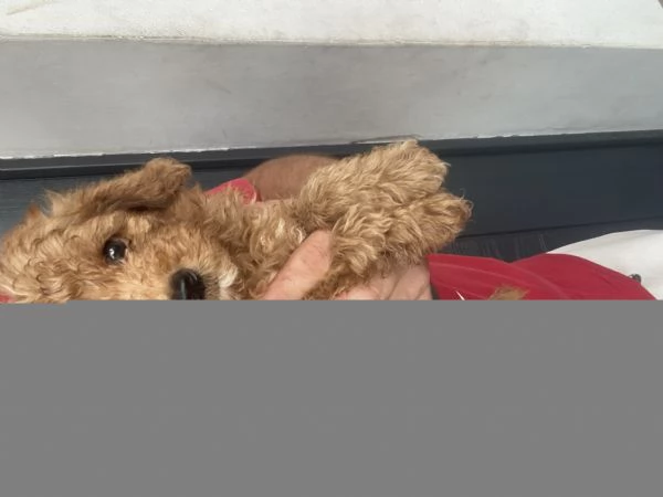 Barboncino toy | Foto 3