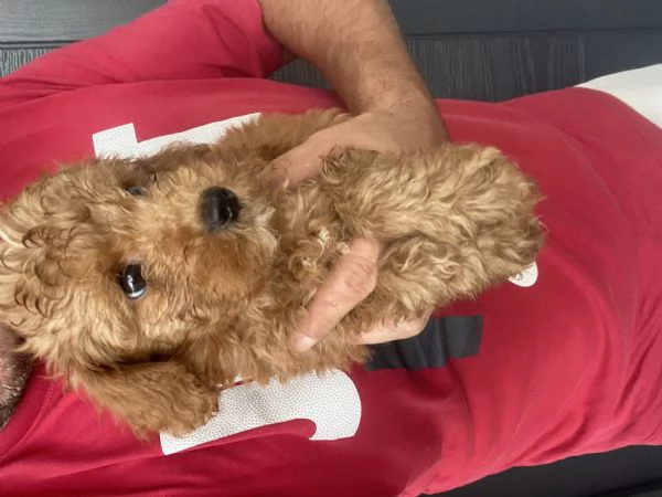 Barboncino toy | Foto 2