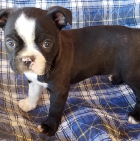  REGALO BORDER COLLIE 