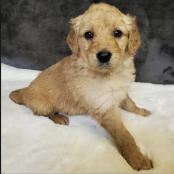  REGALO GOLDEN RETRIEVER 