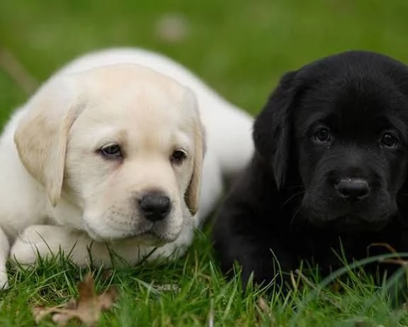 Labrador retriever | Foto 1
