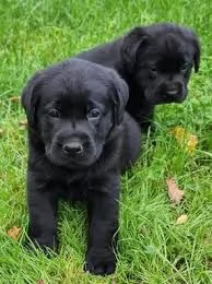 Labrador retriever | Foto 0