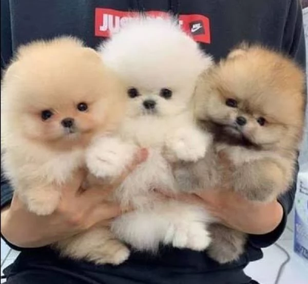 POMERANIA SPITZ NANO CUCCIOLO MASCHIO | Foto 0