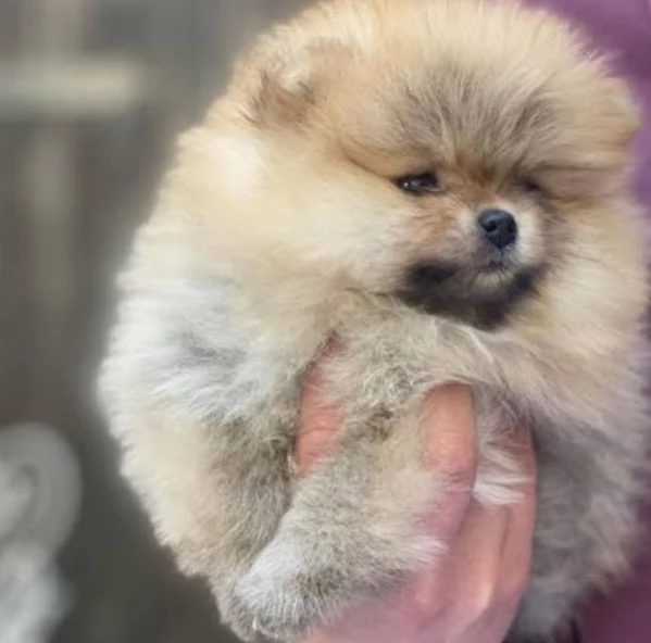 POMERANIA SPITZ NANO CUCCIOLO MASCHIO