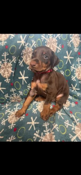 Dobermann (cuccioli maschio e femmina)