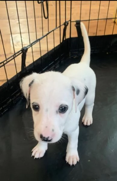 Dalmata (cuccioli maschio e femmina) | Foto 1