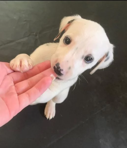 Dalmata (cuccioli maschio e femmina) | Foto 0