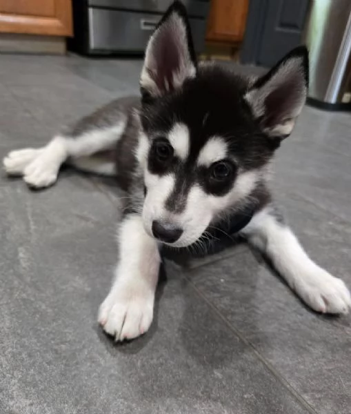 Siberian Husky (cuccioli maschio e femmina)
