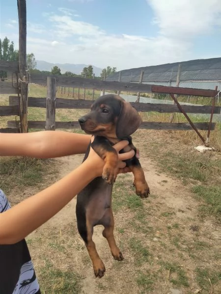 Cucciolo bassotto  | Foto 3