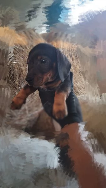 Cucciolo bassotto  | Foto 2