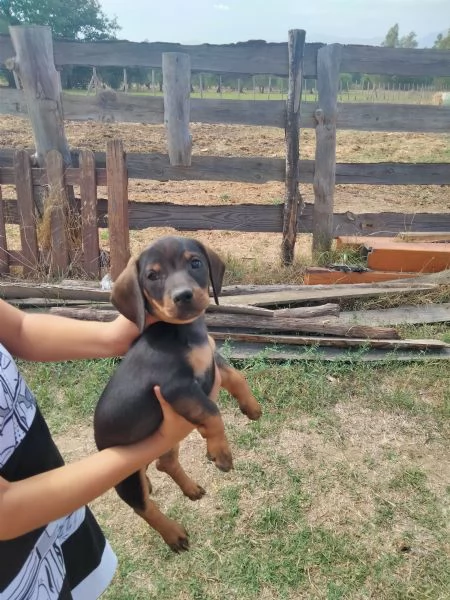 Cucciolo bassotto  | Foto 1