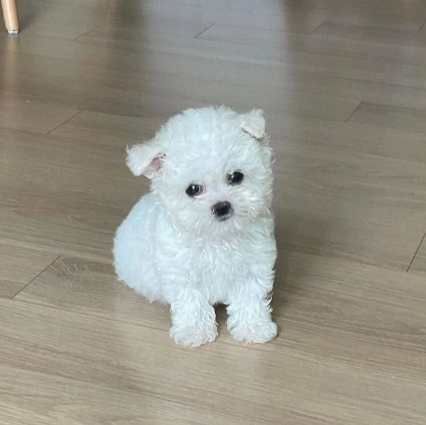 Maltese Toy (cuccioli maschio e femmina)