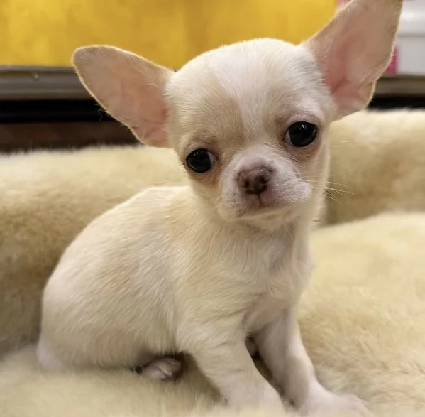Chihuahua Toy (cuccioli maschio e femmina)