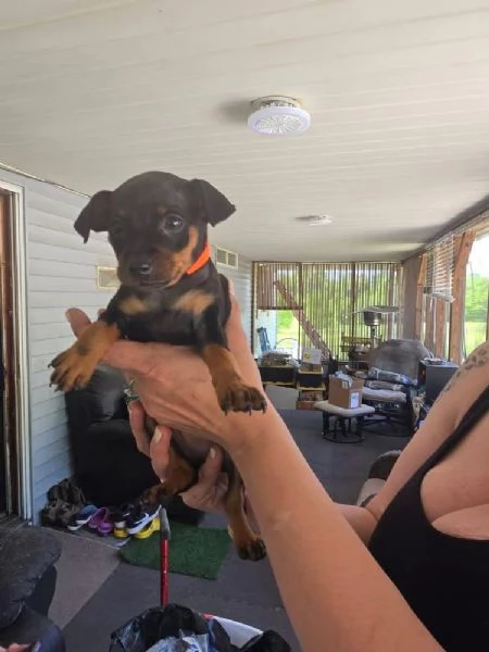  Pinscher Mini (cuccioli maschio e femmina) | Foto 0