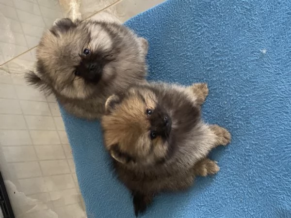 Spitz Pomerania Nano