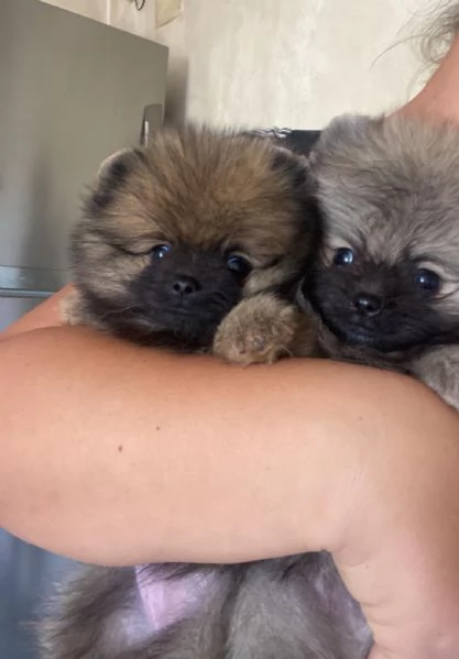 Spitz Pomerania Nano | Foto 1