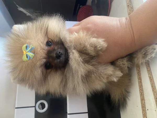 Spitz Pomerania Nano | Foto 0