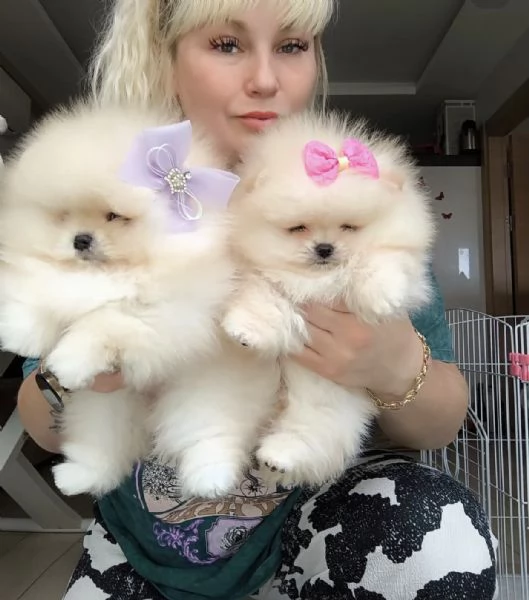 Cuccioli di Pomerania in cerca di adozione