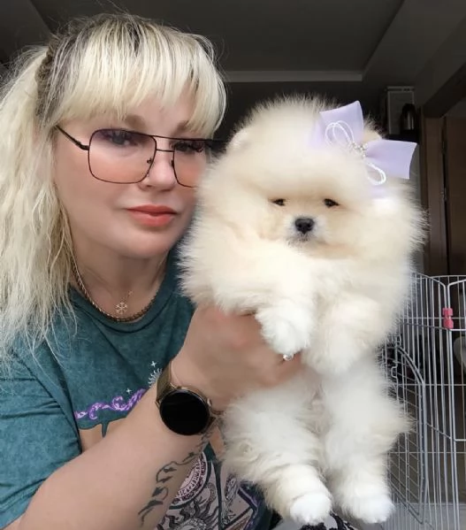 Cuccioli di Pomerania in cerca di adozione | Foto 1