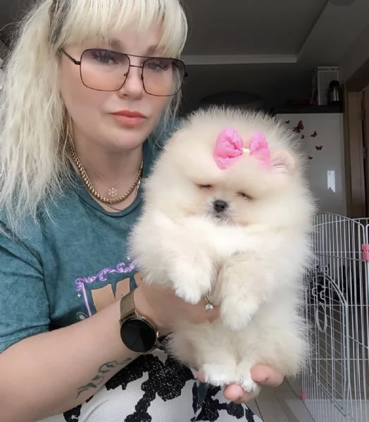 Cuccioli di Pomerania in cerca di adozione | Foto 0