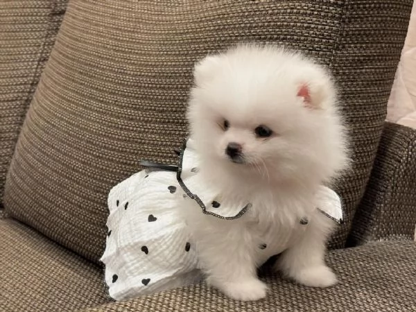 Bellissimo e divertente cucciolo di Pomerania Toy