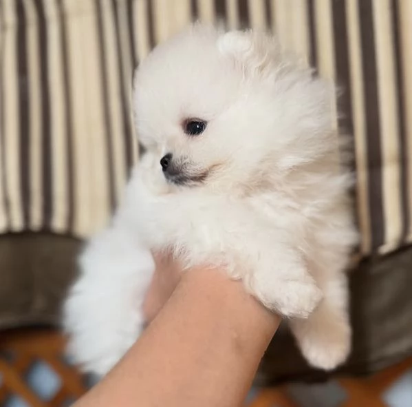 Mini Pomerania giocattolo maschio e femmina con viso soffice e peloso | Foto 0