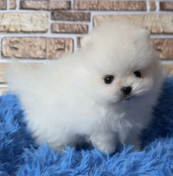 Mini Pomerania giocattolo maschio e femmina con viso soffice e peloso