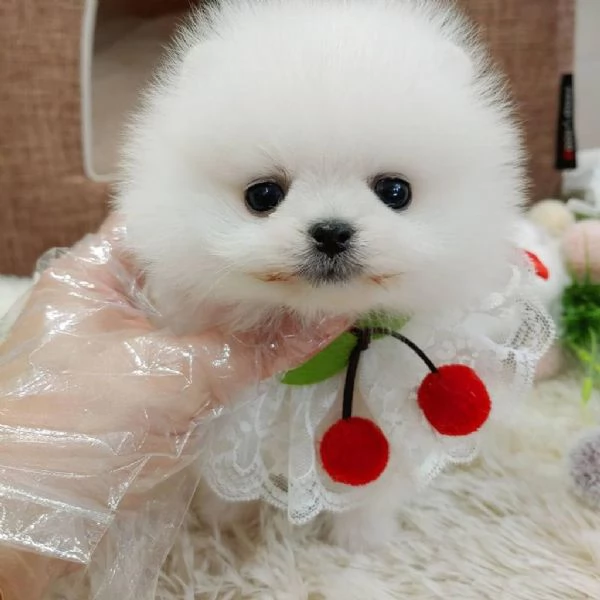 Cucciolo di Volpino Pomerania giocoso per una famiglia amorevole | Foto 3