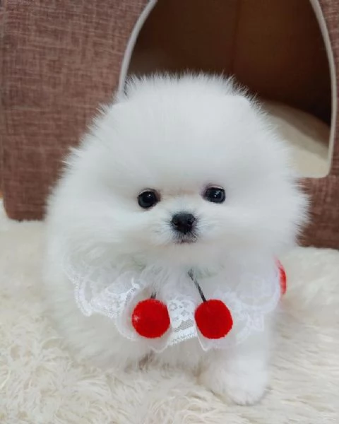 Cucciolo di Volpino Pomerania giocoso per una famiglia amorevole | Foto 2