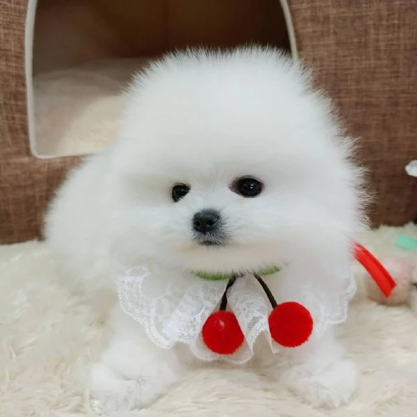 Cucciolo di Volpino Pomerania giocoso per una famiglia amorevole | Foto 0