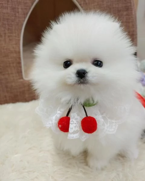 Cucciolo di Volpino Pomerania giocoso per una famiglia amorevole