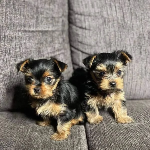 abbiamo adorabili cuccioli di Yorkshire Terrier