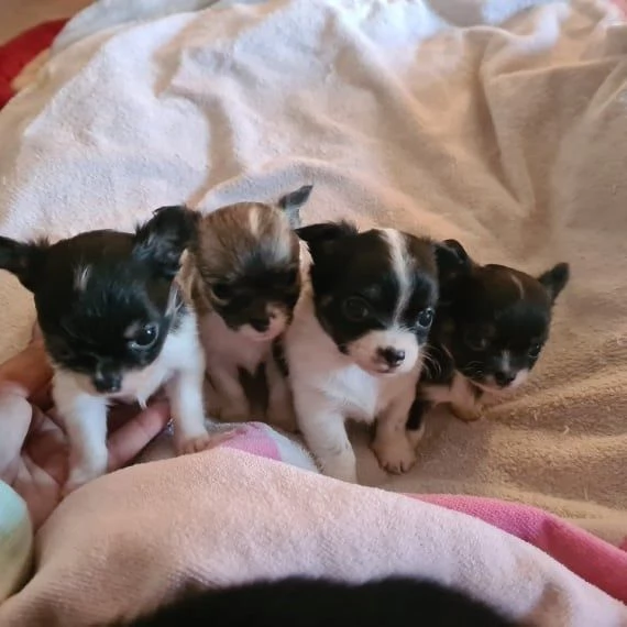 Cuccioli di chihuahua in vendita