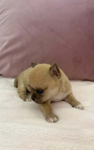 Cuccioli di chihuahua 