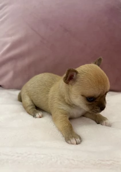 Cuccioli di chihuahua  | Foto 4